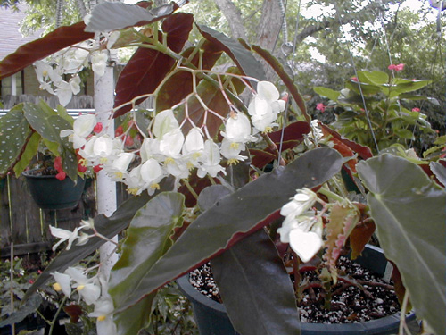 B. ‘White Torch’